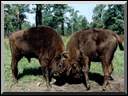 Bisons in Bialowieza National Park