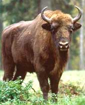 Bisons in Bialowieza National Park